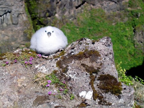 The baby fulmar on the cliff in Glymur canyon.